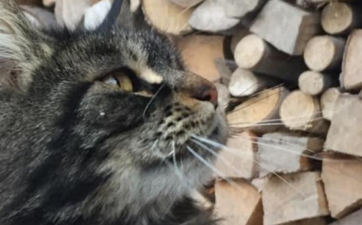 La chiamano "la dominatrice della Certosa", è una bellissima gattina e da quattro giorni non si è più vista
