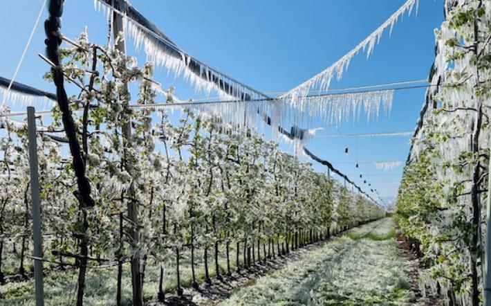 Il comunicato stampa di Confagricoltura: frutteti cuneesi colpiti dalla forte ondata di gelo, danni alle produzioni superiori al 50% 