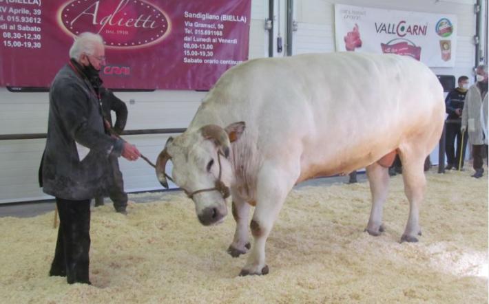 Carrù, Fiera del Bue Grasso il 9 o il 16 dicembre 2021? Valutazioni in corso