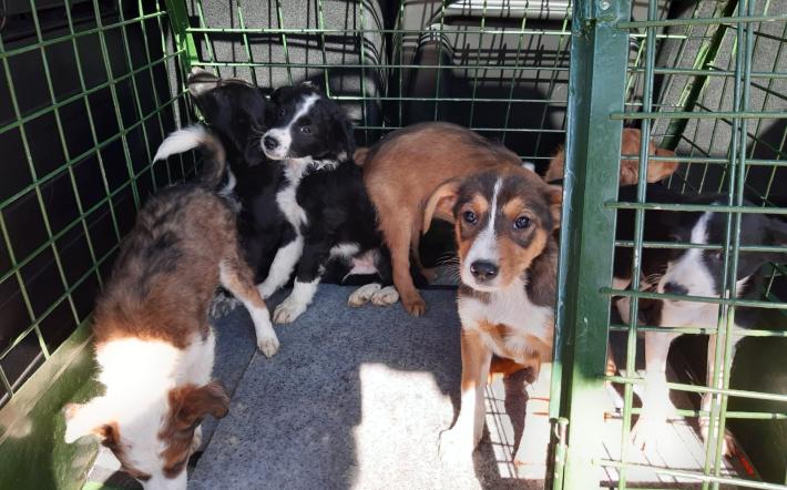 Sette cuccioli abbandonati a Riforano di Castelletto Stura
