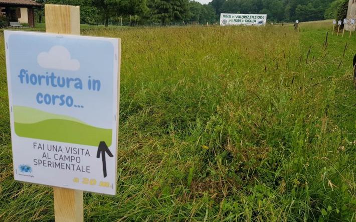 Niella: sabato l’inaugurazione del campo sperimentale con i fiori di Nigella
