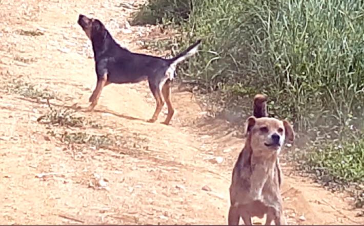 Bagnasco: cani senza custodia, caso segnalato da “Stop Animal Crimes”