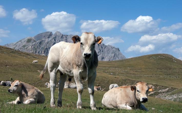 Appello dei consorzi a tutela della Razza Bovina Piemontese
