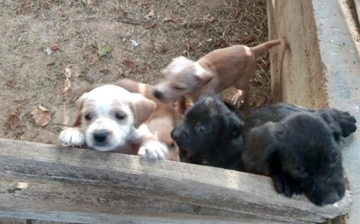cuccioli Piozzo