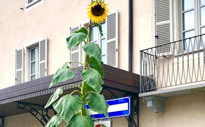 girasole gigante farigliano