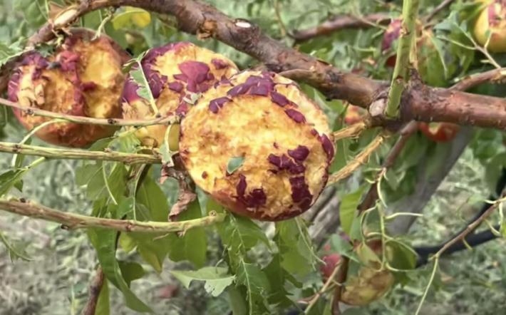 Mondovì: frutta danneggiata dalla grandine