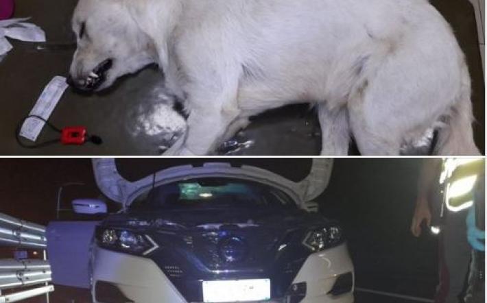 Miracolo a Mondovì: il cane Paraflu sopravvive dopo essere stato investito da un’auto sulla A6 