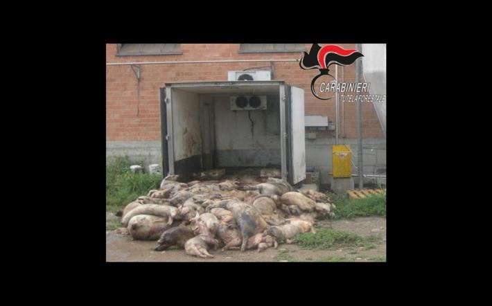 I maiali mangiavano ciò che rimaneva delle carcasse dei propri simili: titolare dell'azienda segnalata alla Procura