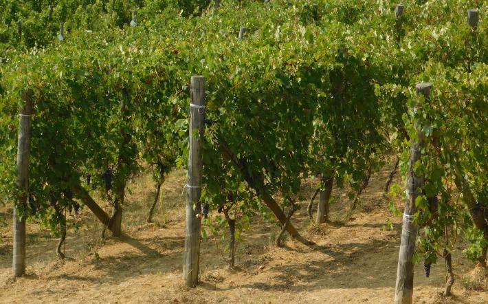 Vigne Surie Clavesana