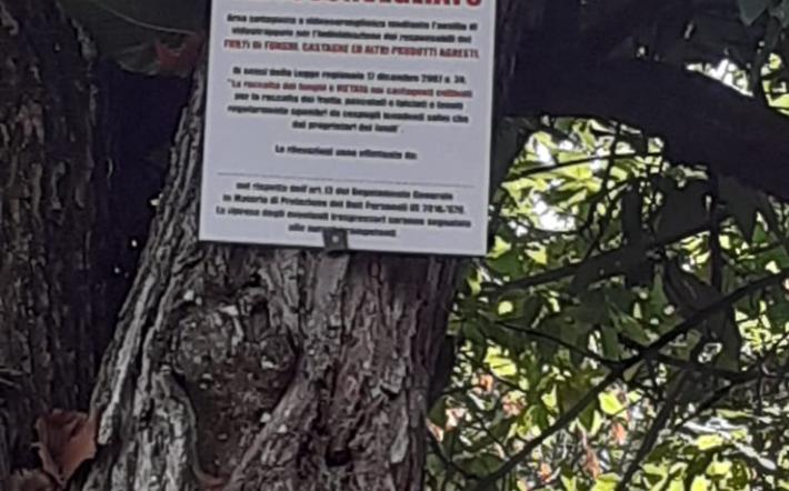 Monastero: furti di funghi e castagne, i coltivatori dicono basta