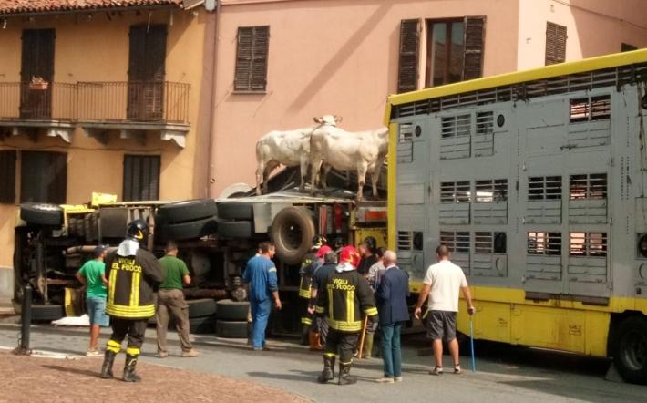 Si ribalta la motrice di un camion che trasporta bestiame a Margarita 