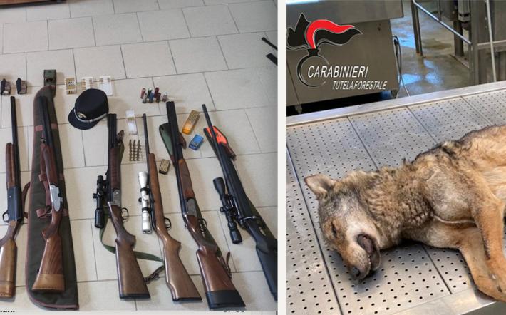 Lupo ucciso da rama da fuoco. I Carabinieri Forestali individuano il bracconiere: è di Peveragno, individuato grazie alla perizia dei Ris. 