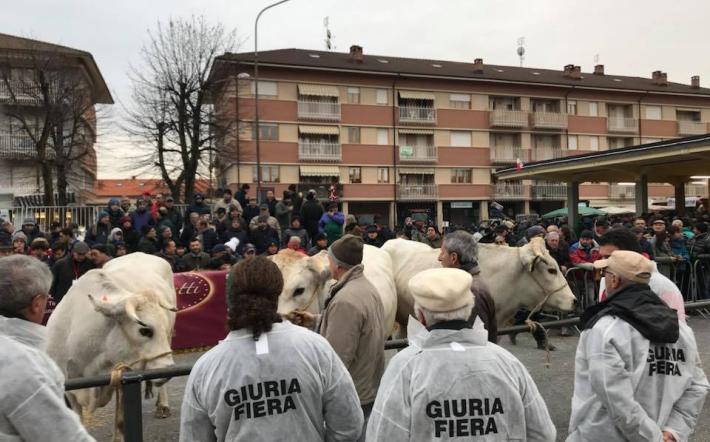 Carr&ugrave;: i giurati rassegna zootecnica voteranno i bovini in gara con il tablet 