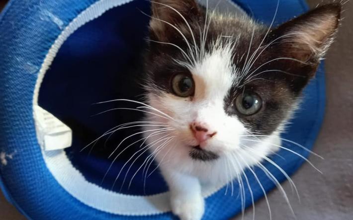 Nel 2021 la Lida Carrù Mondovì Ceva ha soccorso e affidato 272 gattini