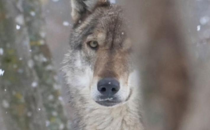 LIFE WOLFAlps presenta “Lupus in Bufala”, un manuale per smontare le fake news sul lupo