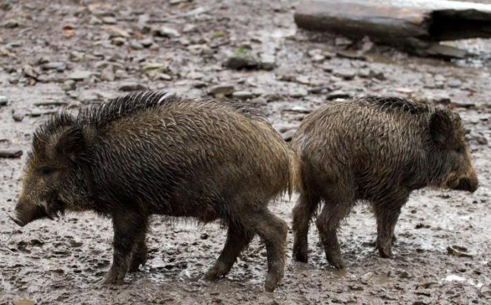 Peste Suina: Cirio vieta la caccia in provincia di Alessandria