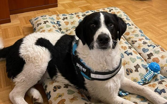 Beinette: cane smarrito in zona ferrovia