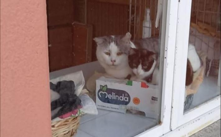 Il gatto Lucky, dopo essere stato adottato, ha fatto di tutto per tornare dalla sua Tabatina 