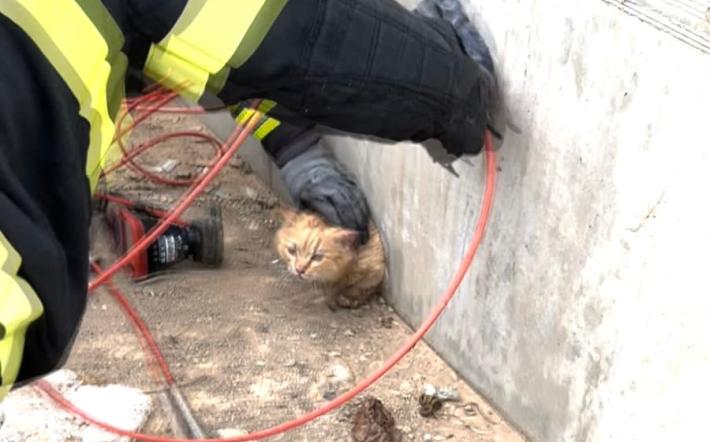 Micio salvato dai vigili del fuoco a Villanova Mondovì 