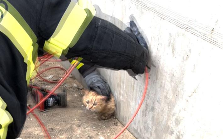 Villanova Mondovì: gattino salvato dai vigili del fuoco