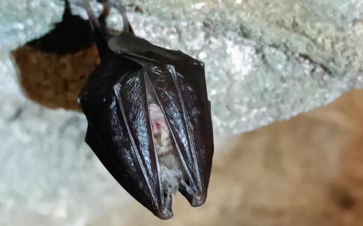 Bossea, le grotte “adottano” i pipistrelli: «Animali nobilissimi»