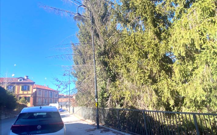 Mondovì, albero pericolante in via Malfatti: traffico interrotto