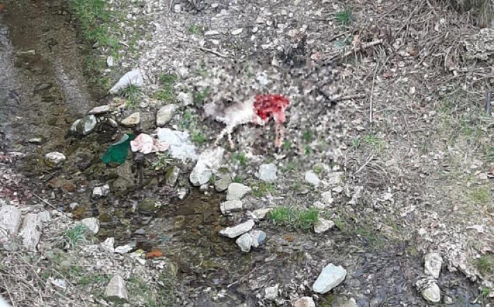 Garessio: capriolo sbranato in centro paese