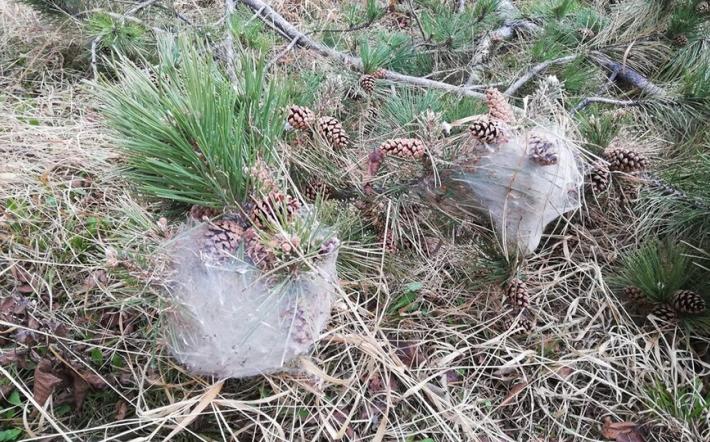 Chiusa Pesio, processionaria del pino alla Roccarina: prestare attenzione