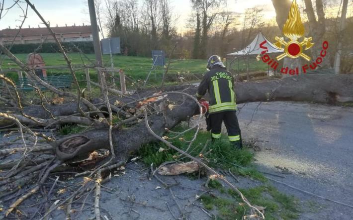 Pogliola: un albero è caduto sui cavi della luce e della Telecom