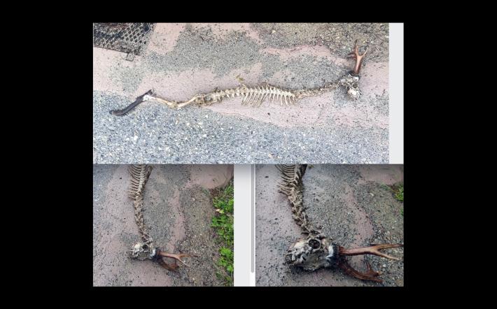 Scheletro scarnificato di un capriolo trovato in frazione Valmorei: si sospetta sia stato un lupo