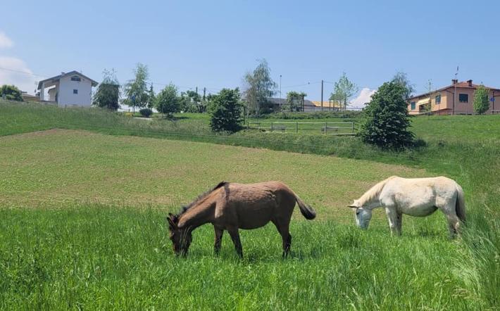 Sfalcio dei prati, Chiusa di Pesio si affida…ai muli