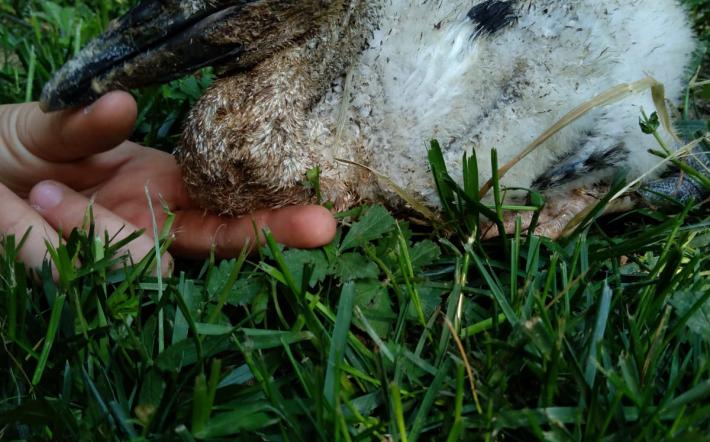 E' in buona saluta la piccola cicogna precipitata con il nido a Morozzo