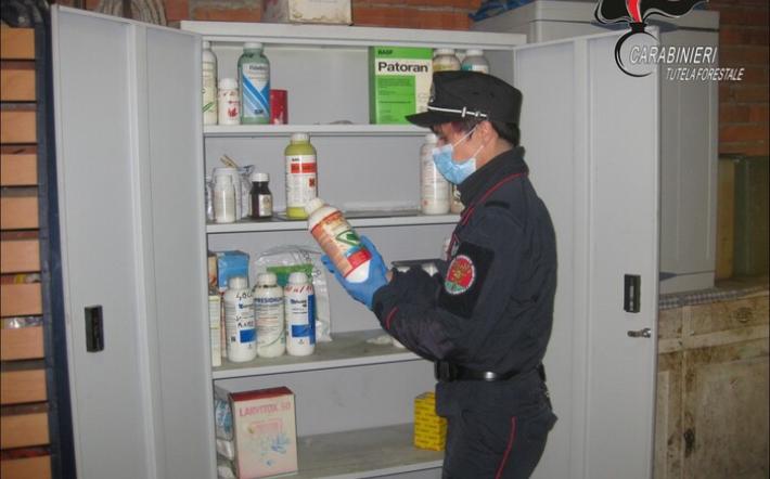 Bene Vagienna: 11 bovini intossicati e uccisi dal diserbante