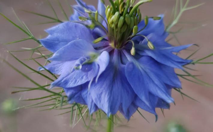 Niella: un evento per festeggiare i fiori blu della Nigella