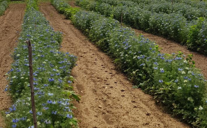 Si avvicina la Festa della Fioritura della Nigella