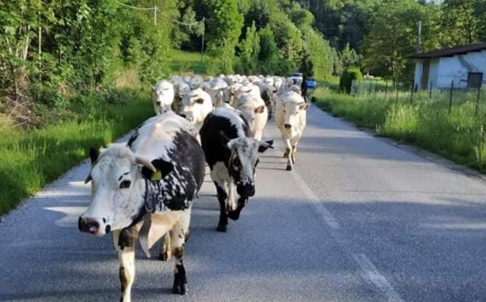 La novità del 2022: Pianfei organizza la “Rudunà”