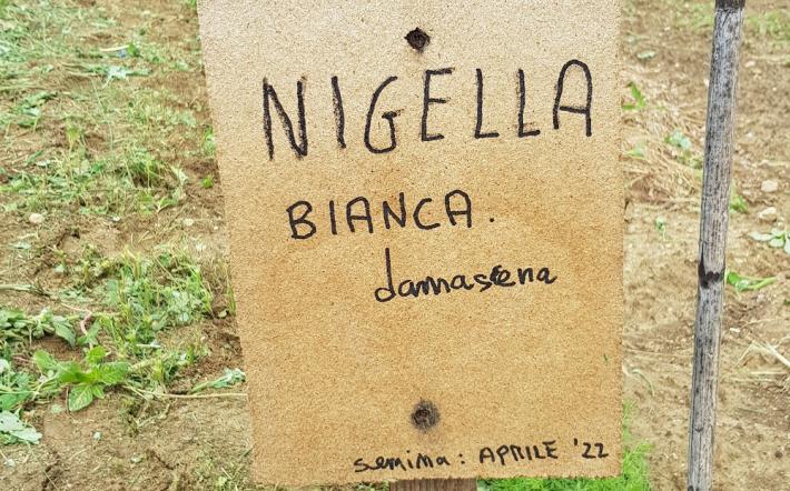 Niella Tanaro celebra la fioritura della Nigella