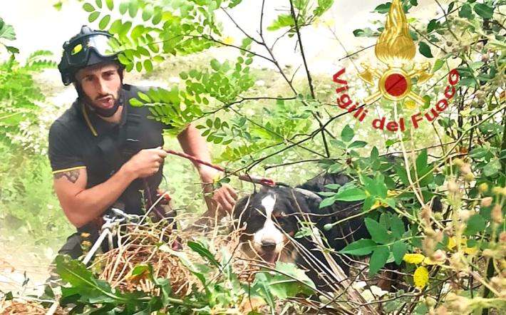 Clavesana: vigili del fuoco salvano cane di grossa taglia