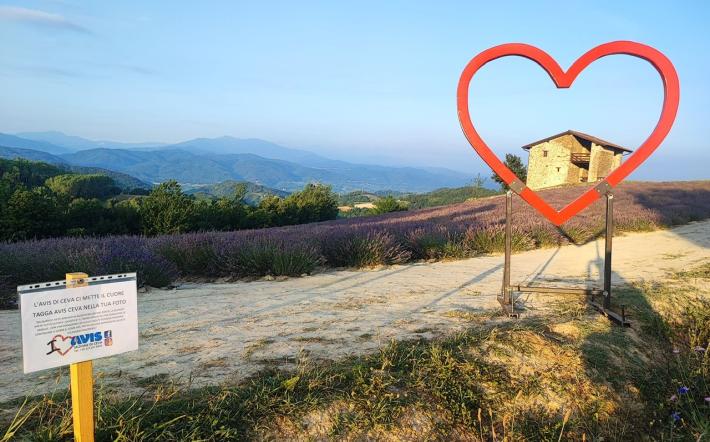 L'Avis di Ceva ci Mette il cuore: la campagna di sensibilizzazione alla donazione del sangue passa fra i prati di lavanda
