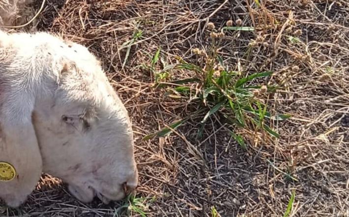 Settimo attacco in tre anni: 15 pecore uccise in un allevamento al confine tra Clavesana e Carrù