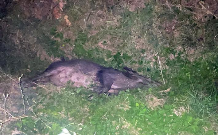 A Villanova Mondovì l'ultima tragedia, a Roma, oggi, la protesta sul problema dei cinghiali sulle strade