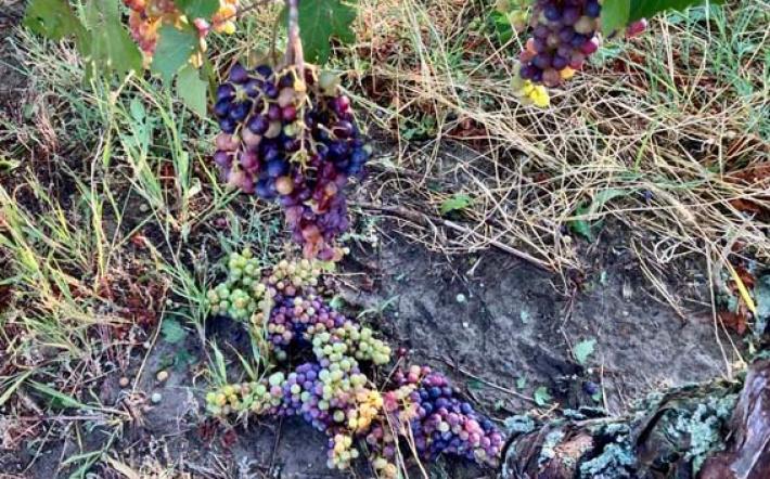 Maltempo e vendemmia , Coldiretti: vento e grandine sulla siccità, danni del 75% sul dolcetto 