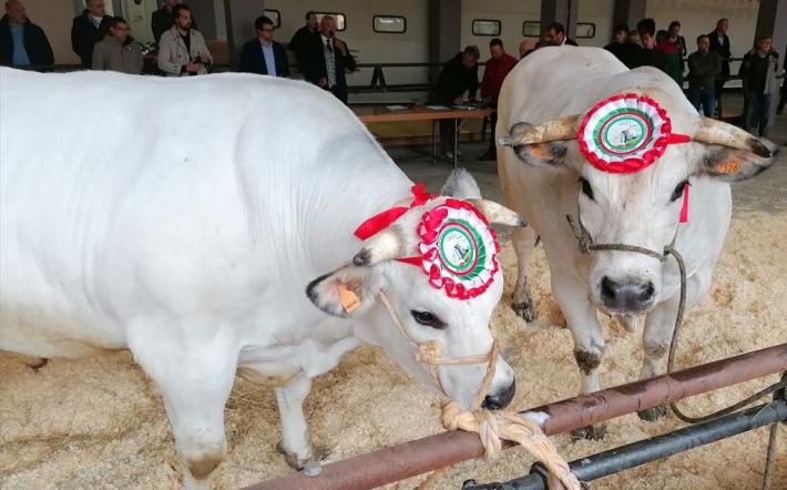 Carrù, Fiera del Bue Grasso: l’amministrazione pensa a un percorso per far vedere da vicino i capi