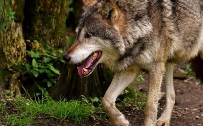 Mondovì: lupo travolto e ucciso in tengenziale 