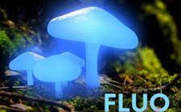 Alla Riserva di Crava lo spettacolo “Fluo night”