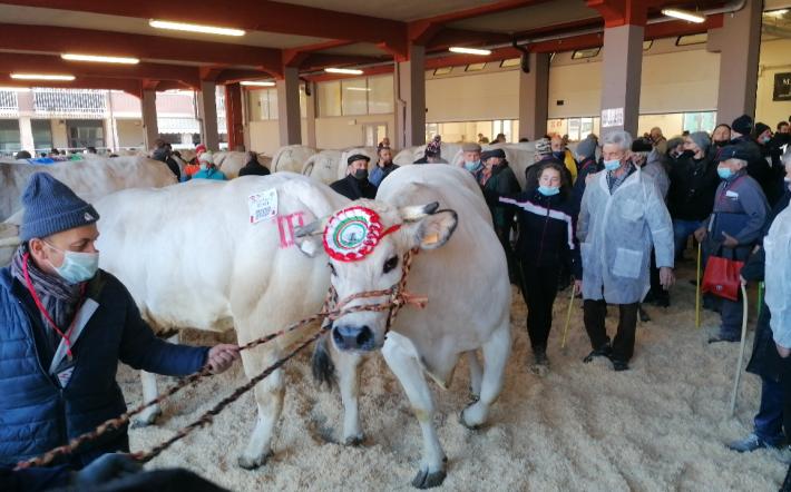 Domani a Carr&ugrave; una Fiera del Bue Grasso ancora pi&ugrave; coinvolgente