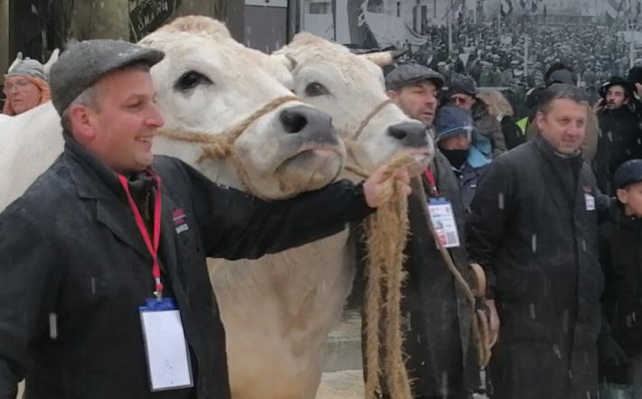 Carrù, Fiera Bue Grasso 2022: primo premio a "Culmine", Bue della Coscia dei Fratelli Del Soglio (Fossano). Bue più pesante "Poli" di Vallino (Marene). Bue nostrano è "Pulu" allevato dall'azienda Nata