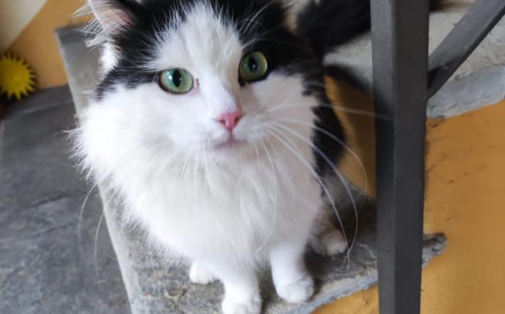 Trovato gatto a Beinette: si cerca il padrone 