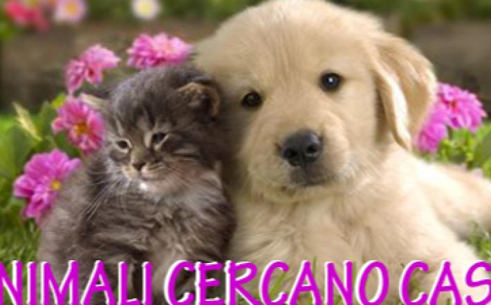 Animali in cerca di casa