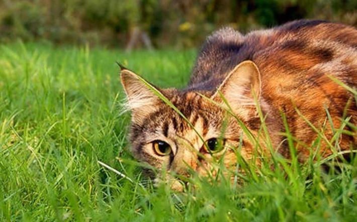 Montaldo Mondov&igrave;: rientrato l&rsquo;allarme bocconi avvelenati